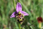 Ophrys heldreichii at Rethimno perfecture (Crete)