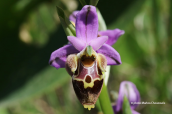 Ophrys heldreichii at Rethimno perfecture (Crete)