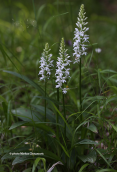 Dactylorhiza saccifera white form