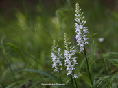 Dactylorhiza saccifera white form