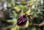 Ophrys mammosa