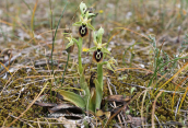 Ophrys aesculapii