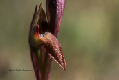 Serapias sp.