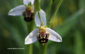Bee orchid (Ophrys apifera)