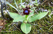 Ophrys speculum subsp. speculum