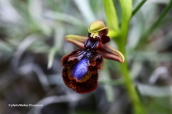 Ophrys speculum subsp. speculum