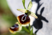 Ophrys aesculapii