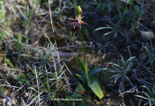 Ophrys mammosa
