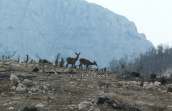 No place to hide, Κοκκινο ελαφι Παρνηθα Cervus elaphus Red deer Parnitha mountain, Κοκκινο ελαφι Παρνηθα Cervus elaphus Red deer Parnitha mountain