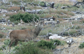 A male moan its domain at the burned forest, Κοκκινο ελαφι Παρνηθα Cervus elaphus Red deer Parnitha mountain, Κοκκινο ελαφι Παρνηθα Cervus elaphus Red deer Parnitha mountain