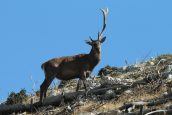 One horned male red deer at Parnitha mountain, Κοκκινο ελαφι Παρνηθα Cervus elaphus Red deer Parnitha mountain, Κοκκινο ελαφι Παρνηθα Cervus elaphus Red deer Parnitha mountain