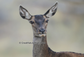 Portrait of a female red deer, Κοκκινο ελαφι Παρνηθα Cervus elaphus Red deer Parnitha mountain, Κοκκινο ελαφι Παρνηθα Cervus elaphus Red deer Parnitha mountain
