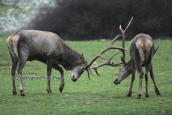 Two male red deers fighting, Κοκκινο ελαφι Παρνηθα Cervus elaphus Red deer Parnitha mountain, Κοκκινο ελαφι Παρνηθα Cervus elaphus Red deer Parnitha mountain