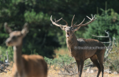 Male red deer at Parnitha mountain, Κοκκινο ελαφι Παρνηθα Cervus elaphus Red deer Parnitha mountain, Κοκκινο ελαφι Παρνηθα Cervus elaphus Red deer Parnitha mountain