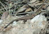 Balkan green lizard (Lacerta trilineata) at Vouraikos gorge