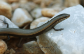 European copper skink (Ablepharus kitaibelii) at Parnitha mountain