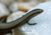European copper skink (Ablepharus kitaibelii) at Parnitha mountain