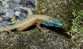 Algyroides nigropunctatus at Aoos gorge