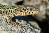 Erhard's wall lizard at Myconos island