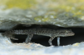 Kotschy's gecko (Mediodactylus kotschyi) at Evia island