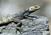 Stellagama stellio