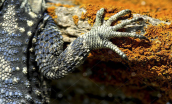 Stellagama stellio