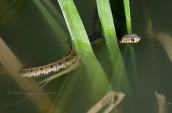 Grass snake (Natrix natrix)