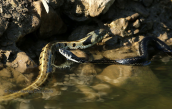 Grass snakes (Natrix natrix)