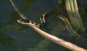 Grass snake (Natrix natrix)