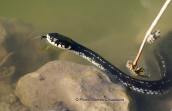 Grass snake (Natrix natrix)