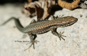 Common wall lizard (Podarcis muralis) at Rodopi mountain