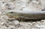 European Glass Lizard (Pseudopus apodus) at Parnitha mountain