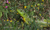 Balkan green lizard (Lacerta trilineata)