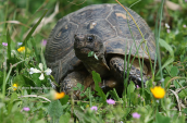 Marginated tortoise (Testudo marginata)
