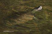 Balkan pond turtle at Attica region, Γραμμωτή Νεροχελώνα Mauremys rivulata Balkan pond turtle, Γραμμωτή Νεροχελώνα Mauremys rivulata Balkan pond turtle