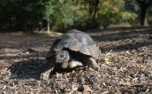 Marginated tortoise (Testudo marginata)