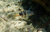 Painted comber (Serranus scriba)