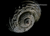Shells-Tonna galea, Shells-Tonna galea, Shells Tonna galea Κοχυλια