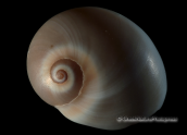 Shells-Neverita josephina, Shells-Neverita josephina, Κοχυλια Shells Neverita josephina