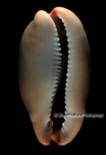 Shells-Cypraea lurida, Shells-Cypraea lurida, Κοχυλια Shells Cypraea lurida