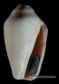 Shells Conomurex persicus, Shells Conomurex persicus, Κοχυλια Shells Conomurex persicus