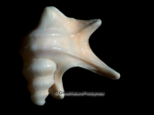 Shells-Aporrhais pespelecani, Shells-Aporrhais pespelecani, Κοχυλια Shells Aporrhais pespelecani