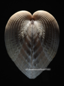 Shells-Cerastoderma edule, , Κοχυλια Cerastoderma edule Shells