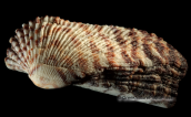 Shells-Arca noae, Shells-Arca noae, Κοχυλια Shells-Arca noae