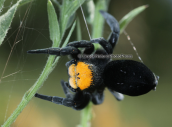 Ladybird spider at Oeta mountain