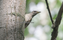 Σταχτης δρυοκολαπτης - Grey-headed Woodpecker - Picus canus