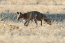 Αλεπου - Red fox - Vulpes vulpes