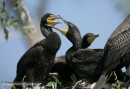 Κορμορανος - Cormorant - Phalacrocorax carbo