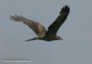 Τσιφτης - Black kite - Milvus migrans