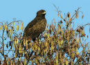Στικταετός - Greater spotted eagle - Aquila clanga